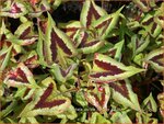 Persicaria microcephala 'Purple Fantasy' | Duizendknoop, Adderwortel