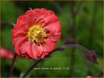 Geum rivale 'Flames of Passion' | Nagelkruid, Knikkend nagelkruid