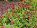 Geum rivale 'Flames of Passion' | Nagelkruid, Knikkend nagelkruid