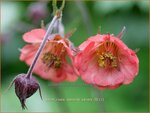Geum rivale 'Leonard's Variety' | Nagelkruid, Knikkend nagelkruid