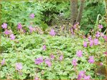 Geranium cantabrigiense 'Westray' | Ooievaarsbek