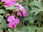 Geranium cantabrigiense 'Westray' | Ooievaarsbek