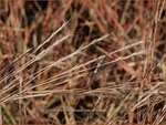 Schizachyrium scoparium 'Wildwest' | Klein prairiegras
