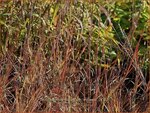Schizachyrium scoparium 'Wildwest' | Klein prairiegras