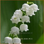 Convallaria majalis 'Doreen' | Lelietje-van-dalen