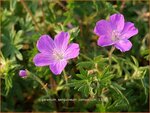 Geranium sanguineum 'Compactum' | Ooievaarsbek