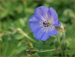 Geranium 'Azure Rush' | Ooievaarsbek