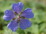 Geranium 'Terre Franche' | Ooievaarsbek, Tuingeranium | Storchschnabel