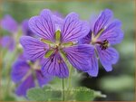 Geranium 'Terre Franche' | Ooievaarsbek, Tuingeranium | Storchschnabel