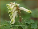 Corydalis ochroleuca | Geelwitte helmbloem, Helmbloem | Blassgelber Lerchensporn