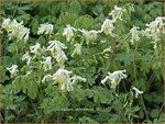 Corydalis ochroleuca | Geelwitte helmbloem, Helmbloem | Blassgelber Lerchensporn