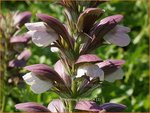 Acanthus 'Morning Candle' | Stekelige berenklauw, Akant | B&auml;renklau