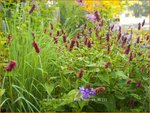 Persicaria amplexicaulis 'Heutinck' | Doorgroeide duizendknoop, Adderwortel, Duizendknoop | Kerzenkn&ouml;terich