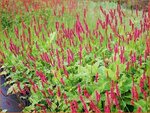 Persicaria amplexicaulis 'Speciosa' | Duizendknoop, Adderwortel
