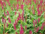 Persicaria amplexicaulis 'Speciosa' | Duizendknoop, Adderwortel