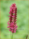 Persicaria amplexicaulis 'Speciosa' | Duizendknoop, Adderwortel