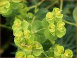 Euphorbia 'Copton Ash' | Wolfsmelk | Wolfsmilch | Spurge