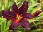 Hemerocallis 'American Revolution' | Daglelie