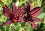 Hemerocallis 'American Revolution' | Daglelie