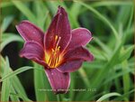 Hemerocallis 'American Revolution' | Daglelie