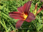 Hemerocallis 'American Revolution' | Daglelie