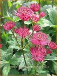 Astrantia major 'Ruby Wedding' | Zeeuws knoopje