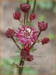 Astrantia major 'Ruby Wedding' | Zeeuws knoopje