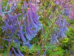 Corydalis edulis | Helmbloem
