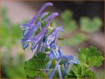 Corydalis edulis | Helmbloem