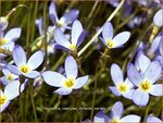 Houstonia caerulea 'Millard's Variety' | Porseleinsterretje