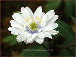 Anemone nemorosa 'Blue Eyes' | Bosanemoon