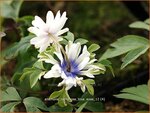 Anemone nemorosa 'Blue Eyes' | Bosanemoon