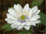Anemone nemorosa 'Blue Eyes' | Bosanemoon
