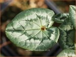 Cyclamen hederifolium | Cyclaam, Alpenviooltje