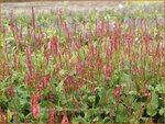 Persicaria amplexicaulis 'Summer Dance' | Duizendknoop, Adderwortel