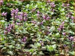 Lamium maculatum 'Chequers' | DovenetelLamium maculatum 'Chequers' | Dovenetel