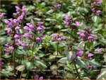 Lamium maculatum 'Chequers' | Dovenetel