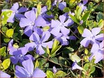 Vinca minor 'Aureovariegata'