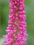 Veronica spicata 'First Love' | Aarereprijs, EreprijsVeronica spicata 'First Love' | Aarereprijs, E