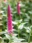 Veronica spicata 'First Love' | Aarereprijs, Ereprijs