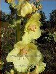 Verbascum 'Cotswold Queen' | Toorts | K&ouml;nigskerze | Mullein