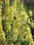Verbascum 'Gainsborough' | Toorts