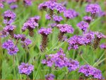 Verbena rigida | IJzerhard | Steifes Eisenkraut | Rough Verbena