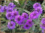 Verbena rigida | IJzerhard | Steifes Eisenkraut | Rough Verbena