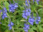 Veronica austriaca 'Shirley Blue' | Brede ereprijs, Ereprijs