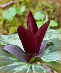 Trillium cuneatum | Drieblad, Boslelie