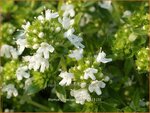 Thymus praecox 'Albiflorus' | Kruiptijm, Tijm | Fr&uuml;hbl&uuml;hender Thymian