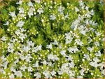 Thymus praecox 'Albiflorus' | Kruiptijm, Tijm | Fr&uuml;hbl&uuml;hender Thymian