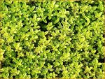 Thymus citriodorus 'Aureus' | Citroentijm, Tijm