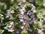Thymus citriodorus 'Silver Queen' | Citroentijm, Tijm